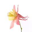 Pink and yellow Columbine flower on white background Pink and yellow Columbine flower on white background