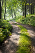 lovely forest path in early morning sunshine lovely forest path in early morning sunshine