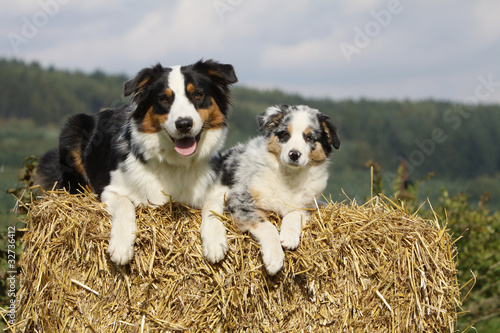 Photo: belle pose de deux bergers australiens belle pose de deux bergers australiens