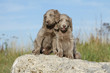 attitude et posture amusante des chiots braques