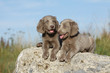 deux chiots braque de Weimar craquants