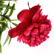 Peony flower on white background Peony flower on white background