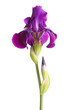 Stem with deep purple iris flower isolated on white