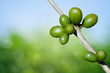 Coffee beans growing