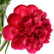 Peony flower on white background Peony flower on white background
