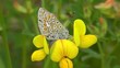 Bläuling - Lycaenidae - Ginster