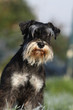 portrait d'une jeune schnauzer portrait d'une jeune schnauzer