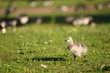 Canadian geese Canadian geese