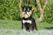 détermination du schnauzer nain