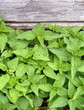 closeup nettle