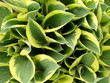 leaves of a hosta