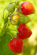 Rote Erdbeeren