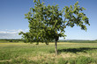Lone Windblown Tree Standing