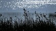 Glitzern am See