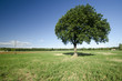 Quercia
