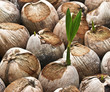 Foto: sprout of coconut sprout of coconut