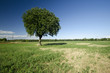Albero solitario