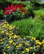 Oenothera And Lupins