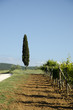Cipresso e vigneti (Toscana)