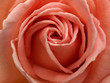 Photo: Light Pink Rose Close-up Light Pink Rose Close-up