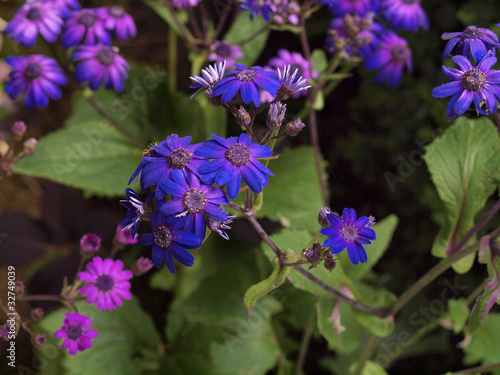 Photo: Purple and Pink flowers on stems in Bloom Purple and Pink flowers on stems in Bloom