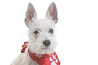 Zwergschnauzer, weiß, Welpe, Hund, Rassehund, Haustier