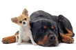 rottweiler et chihuahua rottweiler et chihuahua