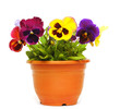 beautiful violet flower in pot isolated on white background beautiful violet flower in pot isolated on white background