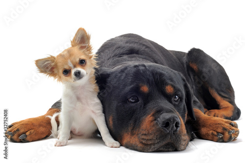 Foto: rottweiler et chihuahua rottweiler et chihuahua