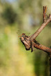 dragonfly on a dry branch of tree