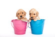 Puppies in bucket