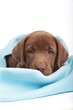 Puppy with blue blanket