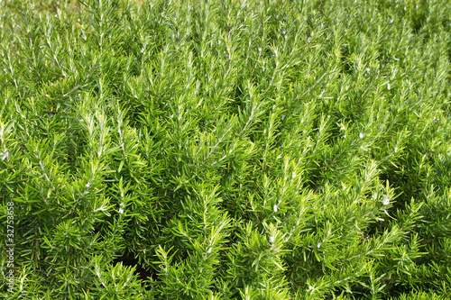 Photo: Rosmarin (Rosmarinus officinalis) Rosmarin (Rosmarinus officinalis)