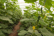 ����: cucumber plant � Andreas Wolf #32756018