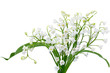 May Lily