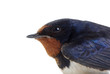 Swallow