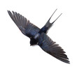 Swallow Swallow