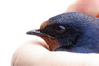 Swallow
