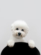Bichon frise dog