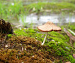 mushroom