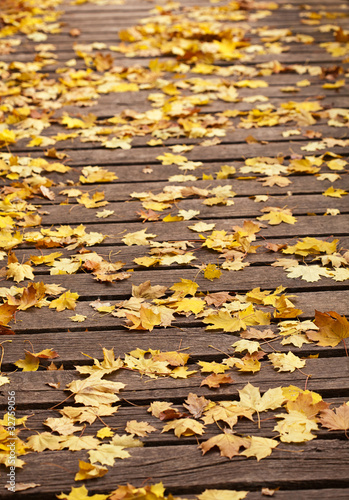 Foto: Herbstlaub Herbstlaub