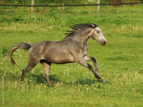 Foto: galoppierendes Pferd galoppierendes Pferd