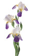 iris