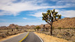 Traveling through Joshua Tree National Park