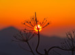 Scenic sunrise silhouette