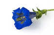 Enzian; Gentiana acaulis