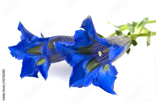 Photo: Enzian; Gentiana acaulis Enzian; Gentiana acaulis