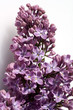 Fliederbluete, Syringa vulgaris