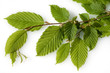 Hainbuchenblaetter, Hainbuche, Carpinus