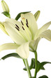 lilienblüte